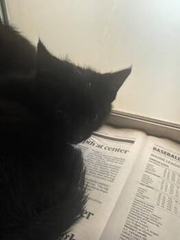 Domestic Short Hair Cats Available for Adoption in Douglasville, Georgia - Max | PetCurious