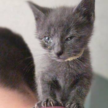 Burts Bees -  Domestic Short Hair Cat for Adoption in Newberg, Oregon - Burts Bees | PetCurious