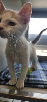 Elmer -  Domestic Short Hair Cat for Adoption in Edgewood, New Mexico - Elmer | PetCurious