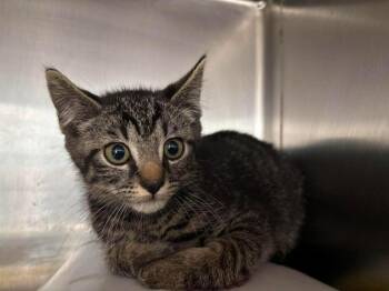 Elijah - Not At shelter ( Debra K) -  Domestic Short Hair Cat for Adoption in Rustburg, Virginia - Elijah - Not At Shelter ( Debra K) | PetCurious