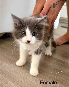 Ragdoll Cats Available for Adoption in Tustin, California - JILL & Jack -kittens Available For Adoption  | PetCurious