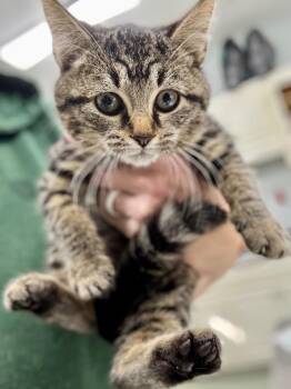 Domestic Short Hair Cats Available for Adoption in Danielsville, Georgia - Onyx | PetCurious