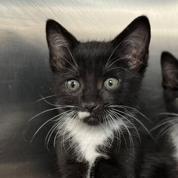 Domestic Short Hair Cats Available for Adoption in Palm Springs, California - Sheep | PetCurious