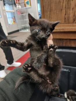 Rescue Domestic Short Hair Cats for Adoption in Hot Springs, Arkansas - Nixie | PetCurious