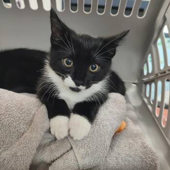 Domestic Short Hair Cats Available for Adoption in Corsicana, Texas - Socks K45727 | PetCurious