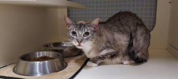 Freya (formerly Winnie) -  Domestic Short Hair Cat for Adoption in Huntley, Illinois - Freya (formerly Winnie) | PetCurious