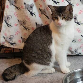 Rose -  Domestic Short Hair Cat for Adoption in Long Beach, California - Rose | PetCurious