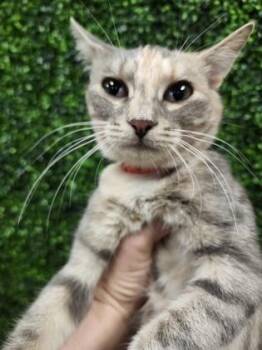 Symphony $25 -  Domestic Short Hair Cat for Adoption in Seneca, South Carolina - Symphony $25 | PetCurious