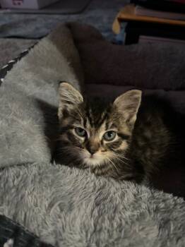 Rescue Domestic Short Hair Cats for Adoption in St. Peters, Missouri - MIDGE | PetCurious