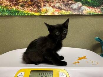 A551651 -  Domestic Short Hair Cat for Adoption in Moreno Valley, California - A551651 | PetCurious