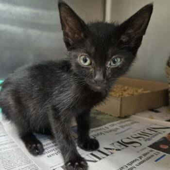 Blueberry -  Domestic Short Hair Cat for Adoption in Newport, Tennessee - Blueberry | PetCurious