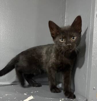 Guinness -  Domestic Short Hair Cat Available for Adoption in North Babylon, New York - Guinness | PetCurious