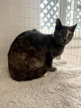 Domestic Short Hair Cats Available for Adoption in Brookings, Oregon - Rosie | PetCurious