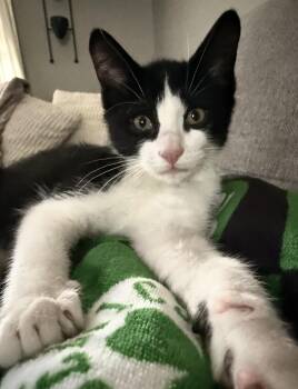Panda -  Domestic Short Hair Cat Available for Adoption in Manchester, New Hampshire - Panda | PetCurious