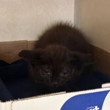 WAGS-Stray-22046 -  Domestic Short Hair Cat for Adoption in Westminster, California - WAGS-Stray-22046 | PetCurious