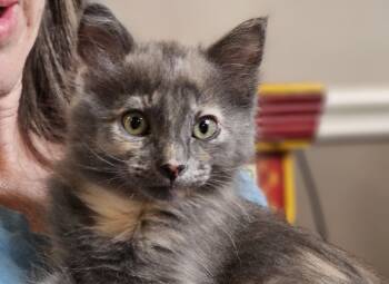 Rescue Domestic Long Hair Cats for Adoption in Fort Worth, Texas - Gypsy | PetCurious