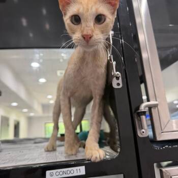 Lil Bit -  Domestic Short Hair Cat Available for Adoption in Tom Bean, Texas - Lil Bit | PetCurious