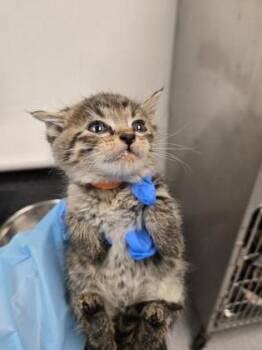 Ladybug -  Domestic Short Hair Cat for Adoption in Roseville, California - Ladybug | PetCurious