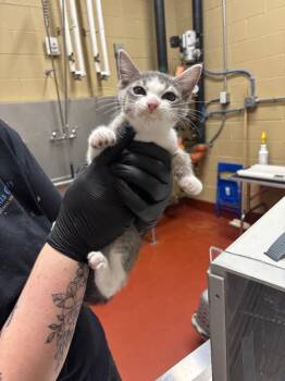 Pineapple -  Domestic Short Hair Cat Available for Adoption in Douglasville, Georgia - Pineapple | PetCurious