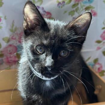 Sabrina -  Domestic Short Hair Cat for Adoption in Matteson, Illinois - Sabrina | PetCurious