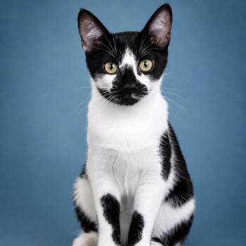 Rocco -  Domestic Short Hair Cat for Adoption in The Woodlands, Texas - Rocco | PetCurious