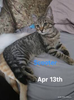 Scooter -  Domestic Short Hair Cat for Adoption in St. Catharines, Ontario - Scooter | PetCurious
