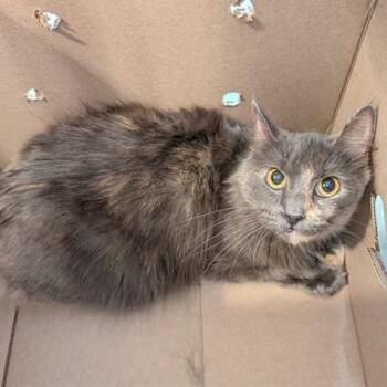 Ariel A219150 -  Dilute Tortoiseshell Cat for Adoption in Plano, Texas - Ariel A219150 | PetCurious