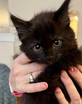 Bearnice G. -  Domestic Long Hair Cat for Adoption in West Peoria, Illinois - Bearnice G. | PetCurious