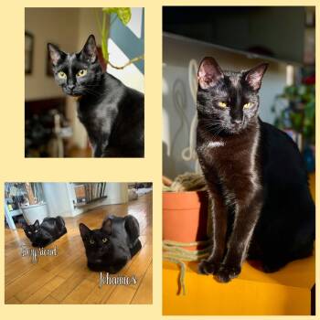 Domestic Short Hair Cats Available for Adoption - Johannes And Boyfriend | PetCurious