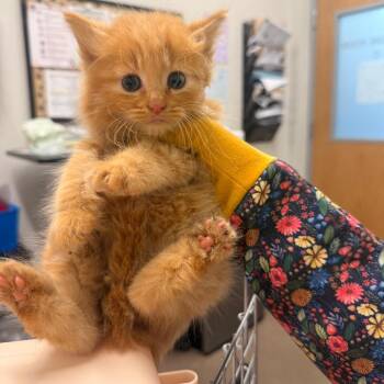 Miquella -  Domestic Long Hair Cat for Adoption in Chattanooga, Tennessee - Miquella | PetCurious