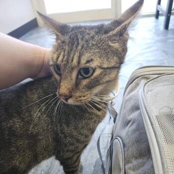 Tommy -  Domestic Short Hair Cat for Adoption in Clearwater, Florida - Tommy | PetCurious