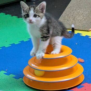 Collin -  Domestic Short Hair Cat for Adoption in Cumming, Georgia - Collin | PetCurious