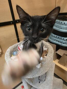Craven -  Domestic Short Hair Cat for Adoption in Rowlett, Texas - Craven | PetCurious