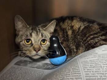Granite -  Domestic Short Hair Cat for Adoption in Westland, Michigan - Granite | PetCurious
