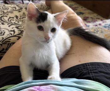 Samuel -  Domestic Short Hair Cat for Adoption in Charlotte, North Carolina - Samuel | PetCurious