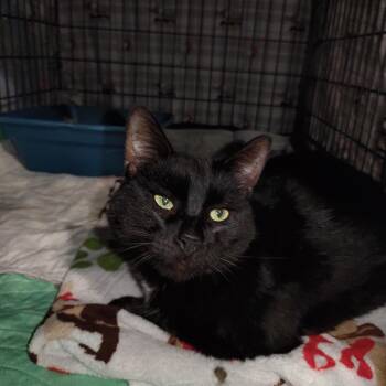 Rescue Domestic Short Hair Cats for Adoption in Nicholson, Pennsylvania - Moose | PetCurious