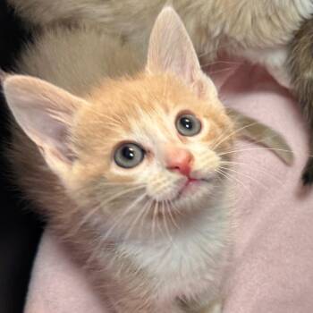 Wally -  Domestic Short Hair Cat Available for Adoption in Chapel Hill, North Carolina - Wally | PetCurious