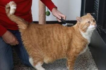 Domestic Short Hair Cats Available for Adoption in West Chester, Pennsylvania - Achilles | PetCurious