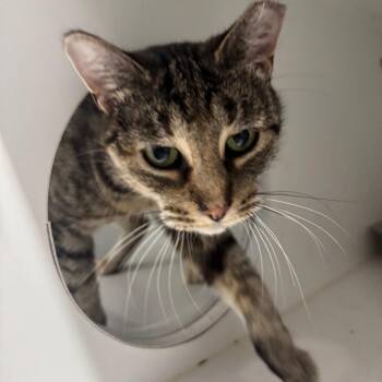 Katie -  Domestic Short Hair Cat for Adoption in Dearborn, Michigan - Katie | PetCurious
