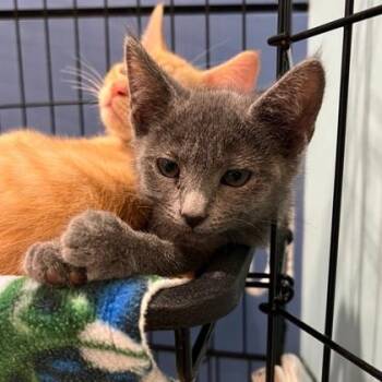 Grey Pine Lodge -  Domestic Short Hair Cat for Adoption in Richmond, Virginia - Grey Pine Lodge | PetCurious