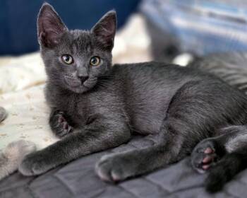 Nacho Cheese -  Domestic Short Hair Cat for Adoption in Mission Viejo, California - Nacho Cheese | PetCurious