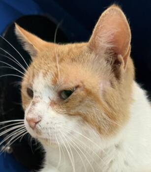 Hendrix -  Domestic Short Hair Cat for Adoption in Sault Ste. Marie, Michigan - Hendrix | PetCurious