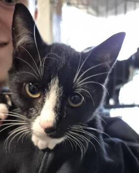 Domino -  Domestic Short Hair Cat for Adoption in Thompson Falls, Montana - Domino | PetCurious