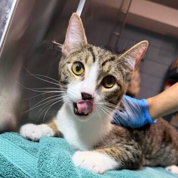 Mr. Biscuits -  Domestic Short Hair Cat for Adoption in Providence, Rhode Island - Mr. Biscuits | PetCurious
