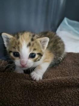 Puddlez -  Domestic Short Hair Cat for Adoption in Simcoe, Ontario - Puddlez | PetCurious