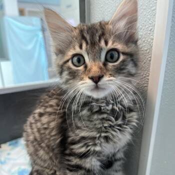 Zap -  Domestic Short Hair Cat for Adoption in Long Beach, California - Zap | PetCurious
