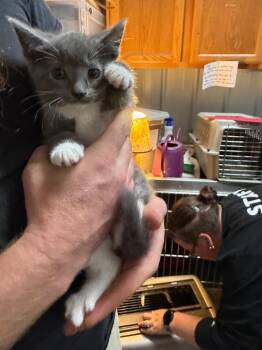 Jensen -  Domestic Short Hair Cat for Adoption in Virginia, Minnesota - Jensen | PetCurious