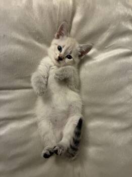 Zoey -  Domestic Short Hair Cat for Adoption in Columbia, Maryland - Zoey | PetCurious