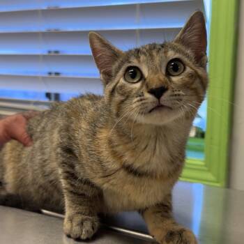 Rescue Domestic Short Hair Cats for Adoption in Warrensburg, Missouri - Jackie | PetCurious