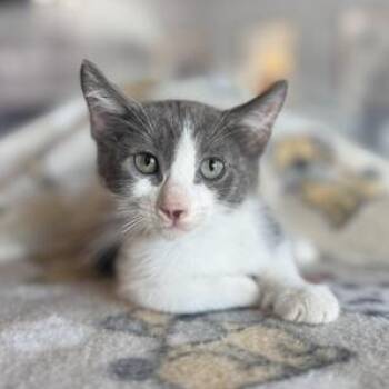 Rescue Domestic Short Hair Cats for Adoption in Liverpool, Texas - Butternut Squash | PetCurious